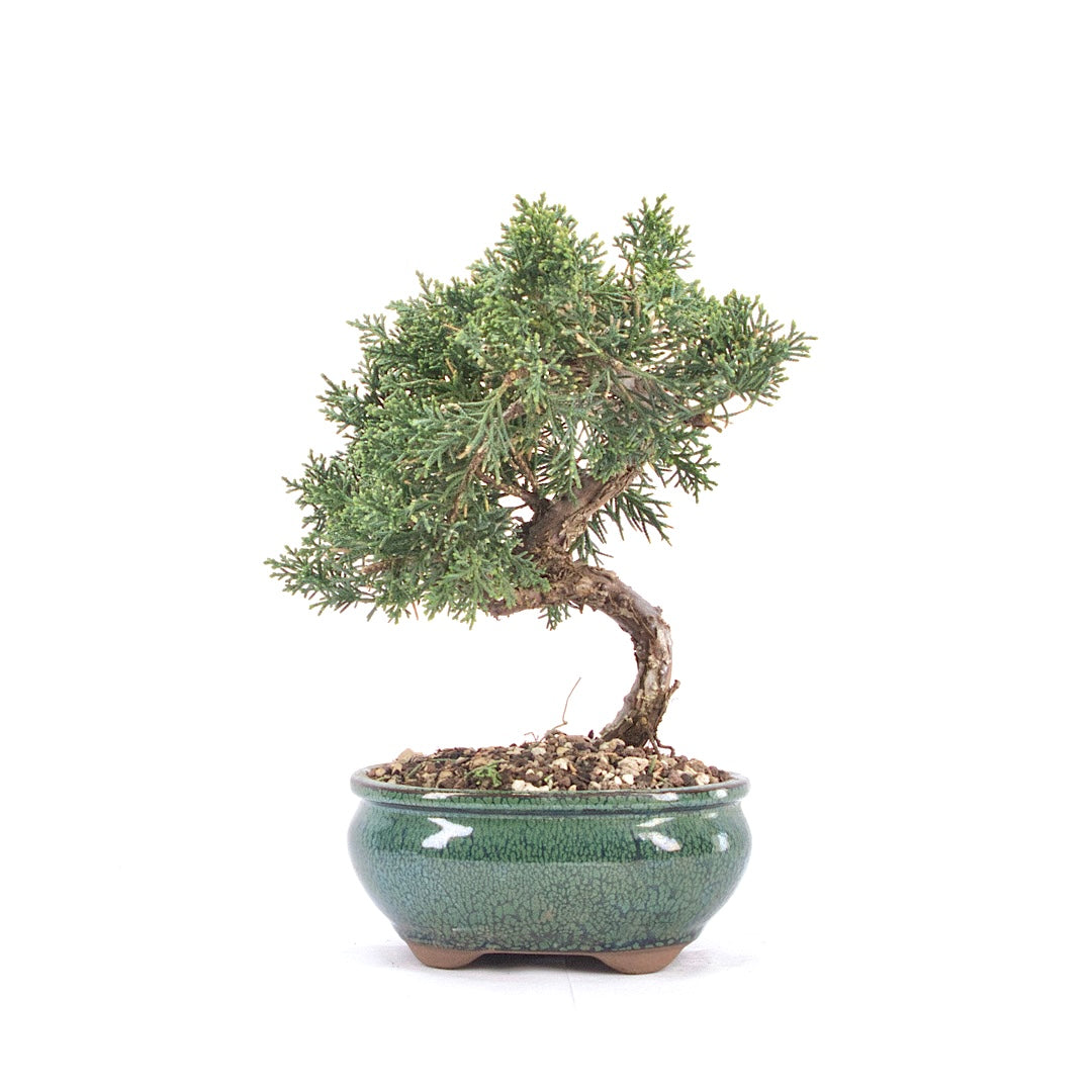Chinesischer Wacholder 'Juniperus chinensis kyushu'